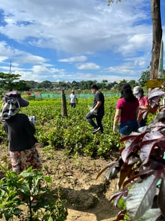 UP researchers investigate E. coli levels in urban farm vegetables